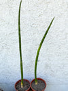Sansevieria Suffruticosa, organically grown succulent plants for sale at TOMsFLOWer CLUB.