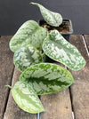 Scindapsus Pictus Treble, organically grown tropical plants for sale at TOMsFLOWer CLUB