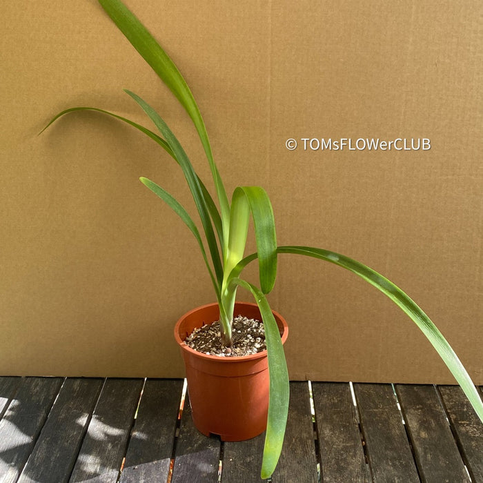 Clivia Robusta, organically grown plants by TOMs FLOWer CLUB for sale.