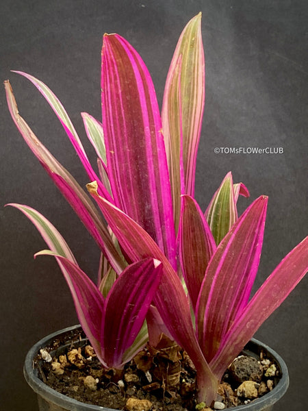 Tradescantia Spathacea Tricolour, organically grown tropical plants for sale at TOMsFLOWer CLUB.