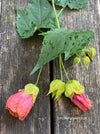 Abutilon megapotamicum tangerine, rose flowering, organically grown tropical plants for sale at TOMs FLOWer CLUB.