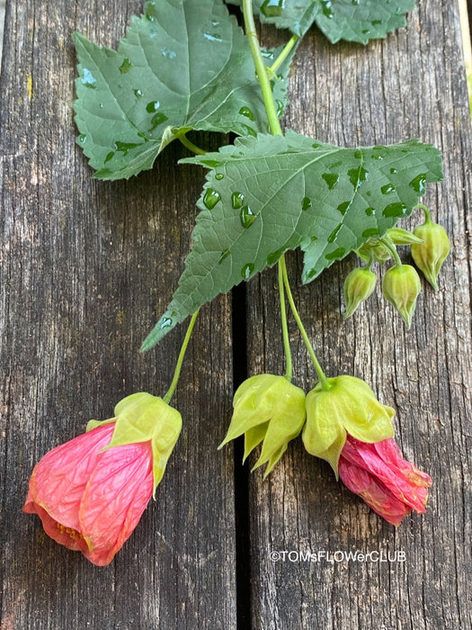 Abutilon megapotamicum tangerine, rose flowering, organically grown tropical plants for sale at TOMs FLOWer CLUB.