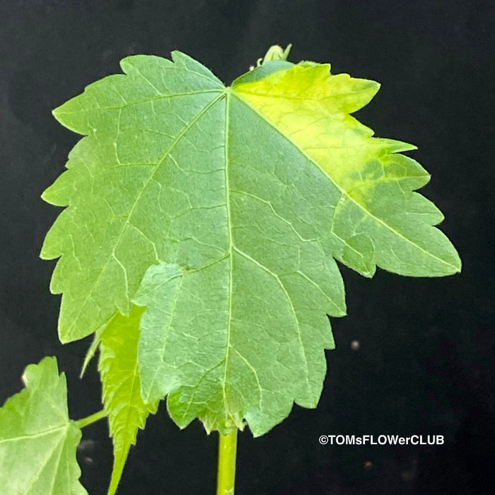 Abutilon Pictum Thompsonii, with Abutilon Mosaic virus, orange-red flowering, organically grown tropical plants for sale at TOMs FLOWer CLUB.