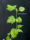 Abutilon Pictum Thompsonii, with Abutilon Mosaic virus, orange-red flowering, organically grown tropical plants for sale at TOMs FLOWer CLUB.