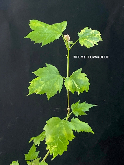 Abutilon Pictum Thompsonii, with Abutilon Mosaic virus, orange-red flowering, organically grown tropical plants for sale at TOMs FLOWer CLUB.