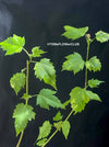 Abutilon Pictum Thompsonii, with Abutilon Mosaic virus, orange-red flowering, organically grown tropical plants for sale at TOMs FLOWer CLUB.