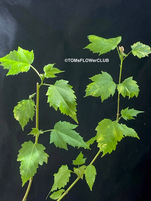 Abutilon Pictum Thompsonii, with Abutilon Mosaic virus, orange-red flowering, organically grown tropical plants for sale at TOMs FLOWer CLUB.
