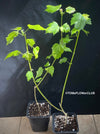 Abutilon Pictum Thompsonii, with Abutilon Mosaic virus, orange-red flowering, organically grown tropical plants for sale at TOMs FLOWer CLUB.