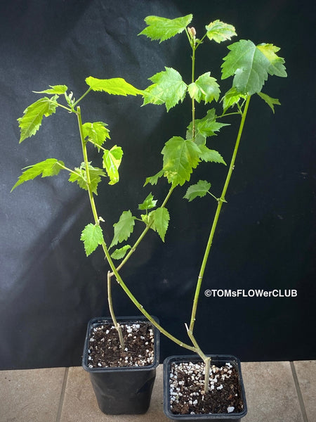 Abutilon Pictum Thompsonii, with Abutilon Mosaic virus, orange-red flowering, organically grown tropical plants for sale at TOMs FLOWer CLUB.