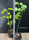 Abutilon Pictum Thompsonii, with Abutilon Mosaic virus, orange-red flowering, organically grown tropical plants for sale at TOMs FLOWer CLUB.