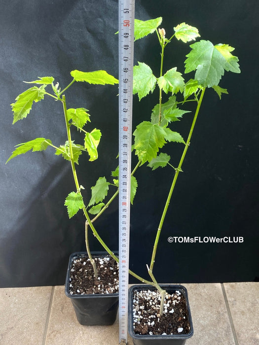 Abutilon Pictum Thompsonii, with Abutilon Mosaic virus, orange-red flowering, organically grown tropical plants for sale at TOMs FLOWer CLUB.