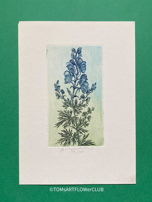 Olga Vychodilová, Czech artist, Aconitum plicatum, etching on paper, edition 39/100 for sale at TOMs FLOWer CLUB.