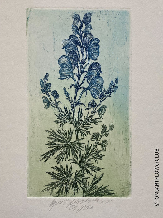 Olga Vychodilová, Czech artist, Aconitum plicatum, etching on paper, edition 39/100 for sale at TOMs FLOWer CLUB.