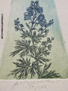 Olga Vychodilová, Czech artist, Aconitum plicatum, etching on paper, edition 39/100 for sale at TOMs FLOWer CLUB.