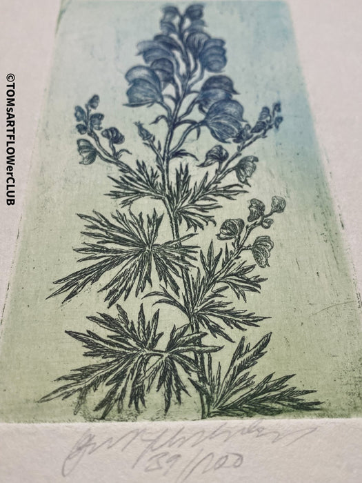 Olga Vychodilová, Czech artist, Aconitum plicatum, etching on paper, edition 39/100 for sale at TOMs FLOWer CLUB.