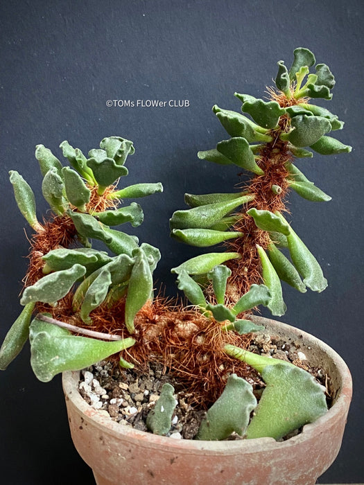 Adromischus cristatus, Key Lime Pie, Crinkle Leaf Plant, South African succulent, organically grown succulent plants for sale at TOMs FLOWer CLUB.