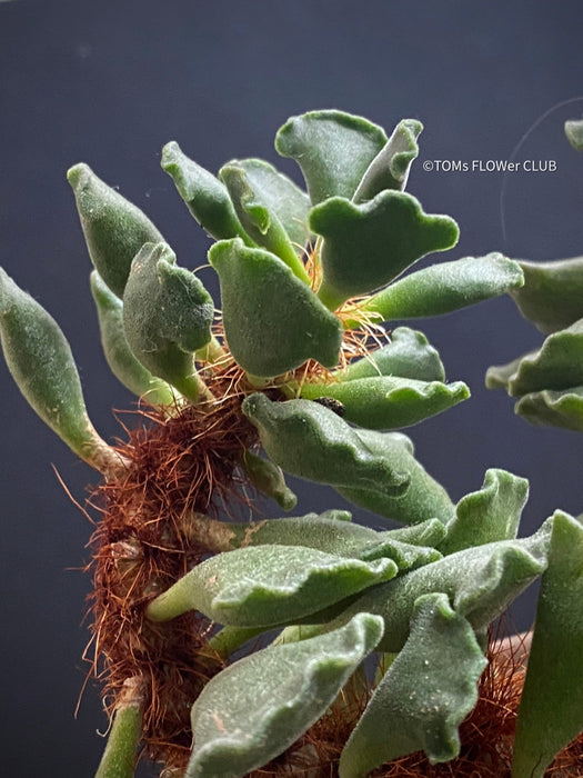 Adromischus cristatus, Key Lime Pie, Crinkle Leaf Plant, South African succulent, organically grown succulent plants for sale at TOMs FLOWer CLUB.