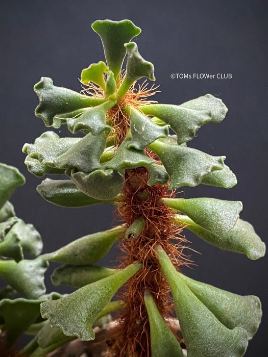 Adromischus cristatus, Key Lime Pie, Crinkle Leaf Plant, South African succulent, organically grown succulent plants for sale at TOMs FLOWer CLUB.