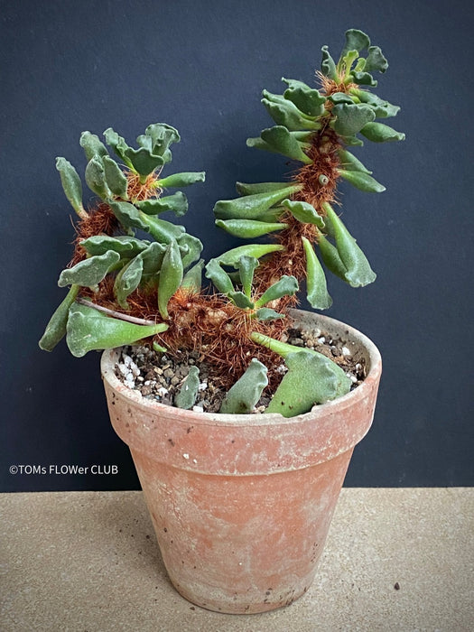 Adromischus cristatus, Key Lime Pie, Crinkle Leaf Plant, South African succulent, organically grown succulent plants for sale at TOMs FLOWer CLUB.