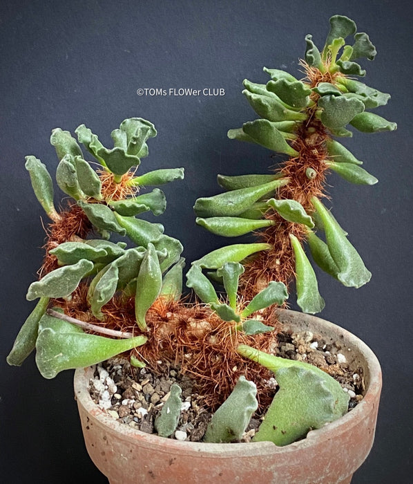 Adromischus cristatus, Key Lime Pie, Crinkle Leaf Plant, South African succulent, organically grown succulent plants for sale at TOMs FLOWer CLUB.