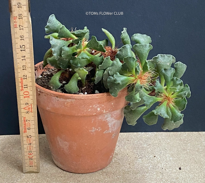 Adromischus cristatus, Key Lime Pie, Crinkle Leaf Plant, South African succulent, organically grown succulent plants for sale at TOMs FLOWer CLUB.