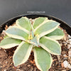 Agave Applanata Cream Spike sun loving and hardy succulent plant for sale at TOMs FLOWer CLUB.