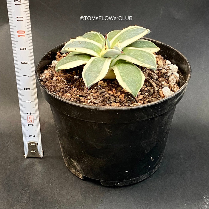 Agave Applanata Cream Spike sun loving and hardy succulent plant for sale at TOMs FLOWer CLUB.