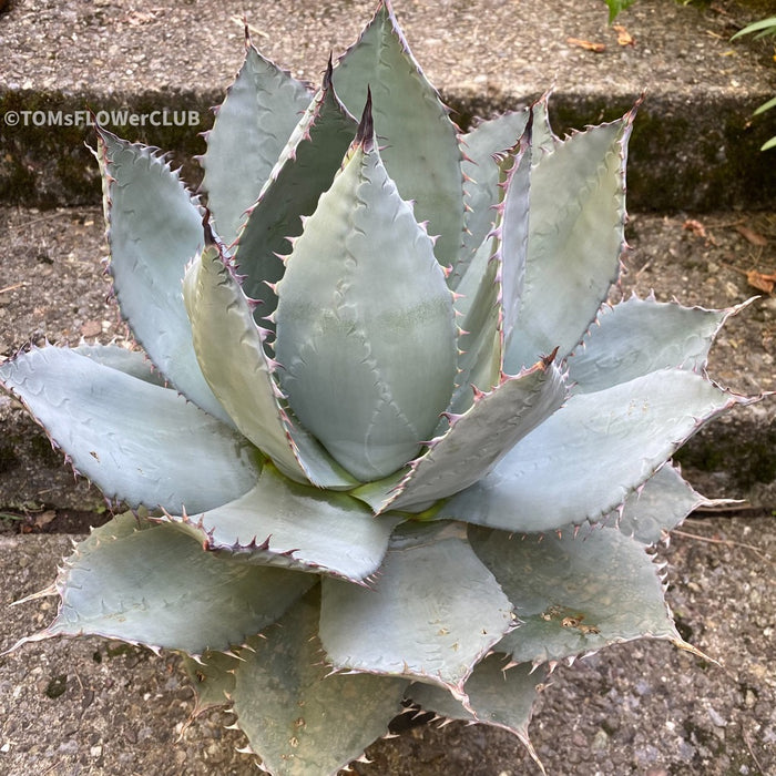 Agave Applanata, hardy agave, winterharte Agave, winterharte Sukkulente, sun loving plants for sale at TOMs FLOWer CLUB. 