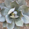 Agave Applanata, hardy agave, winterharte Agave, winterharte Sukkulente, sun loving plants for sale at TOMs FLOWer CLUB.