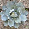 Agave Applanata, hardy agave, winterharte Agave, winterharte Sukkulente, sun loving plants for sale at TOMs FLOWer CLUB.