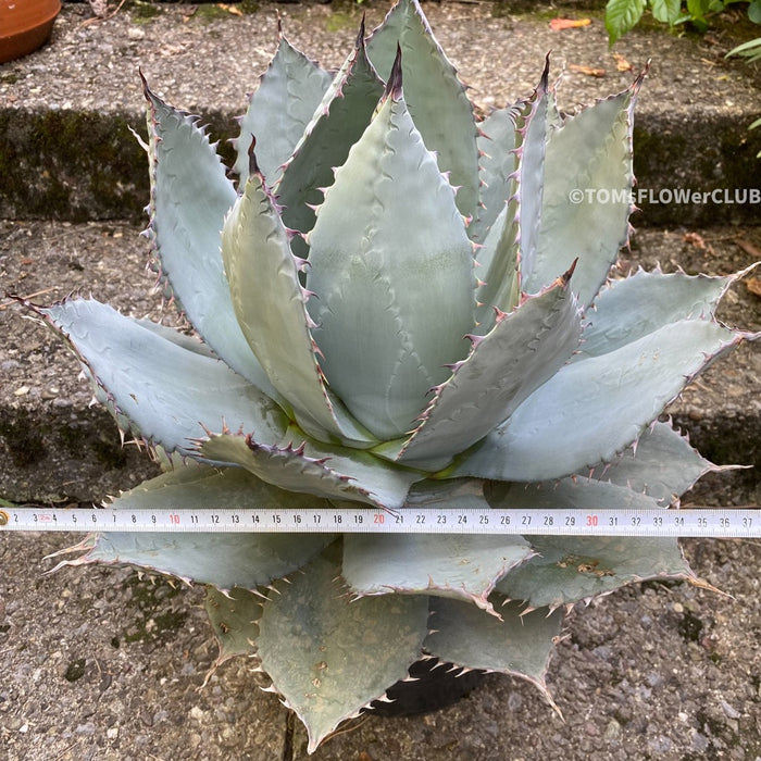 Agave Applanata, hardy agave, winterharte Agave, winterharte Sukkulente, sun loving plants for sale at TOMs FLOWer CLUB.