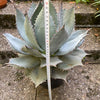 Agave Applanata, hardy agave, winterharte Agave, winterharte Sukkulente, sun loving plants for sale at TOMs FLOWer CLUB.