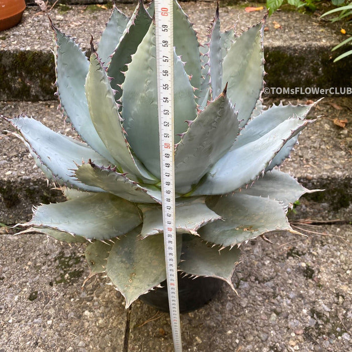 Agave Applanata, hardy agave, winterharte Agave, winterharte Sukkulente, sun loving plants for sale at TOMs FLOWer CLUB.