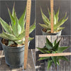 Agave Gentryi, sun loving and hardy succulent plant for sale at TOMs FLOWer CLUB