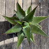 Agave Gentryi, sun loving and hardy succulent plant for sale at TOMs FLOWer CLUB