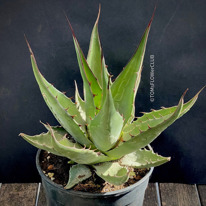 Agave Gentryi, sun loving and hardy succulent plant for sale at TOMs FLOWer CLUB