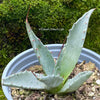 Agave Gentryi, sun loving and hardy succulent plant for sale at TOMs FLOWer CLUB.