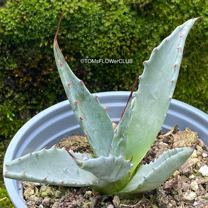 Agave Gentryi, sun loving and hardy succulent plant for sale at TOMs FLOWer CLUB.