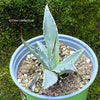 Agave Gentryi, sun loving and hardy succulent plant for sale at TOMs FLOWer CLUB.