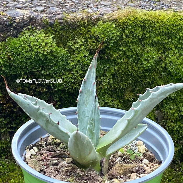 Agave Gentryi, sun loving and hardy succulent plant for sale at TOMs FLOWer CLUB.