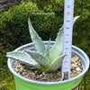 Agave Gentryi, sun loving and hardy succulent plant for sale at TOMs FLOWer CLUB.