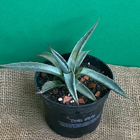 Agave Neomexicana sun loving and hardy succulent plant for sale at TOMs FLOWer CLUB