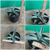 Agave Neomexicana sun loving and hardy succulent plant for sale at TOMs FLOWer CLUB