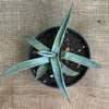 Agave Neomexicana sun loving and hardy succulent plant for sale at TOMs FLOWer CLUB