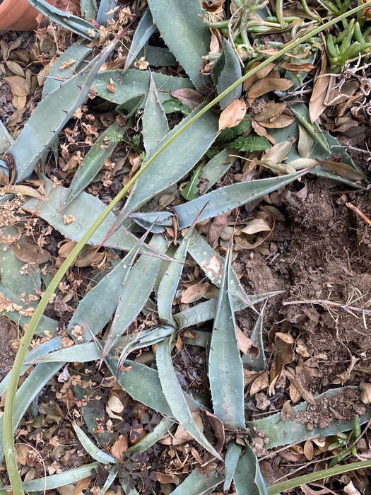 Agave Neomexicana sun loving and hardy succulent plant for sale at TOMs FLOWer CLUB