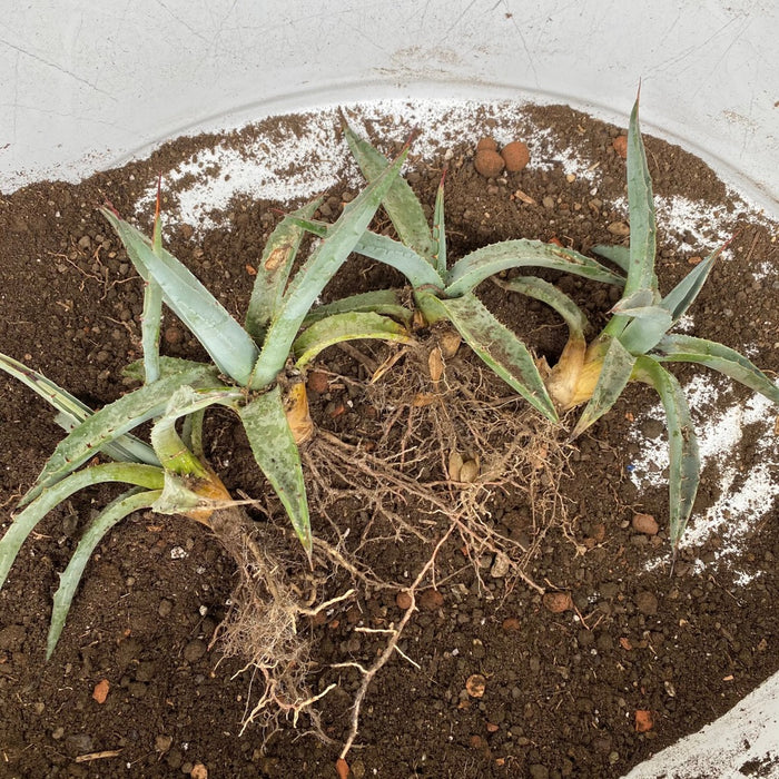 Propagation of Agave Neomexicana sun loving and hardy succulent plant for sale at TOMs FLOWer CLUB