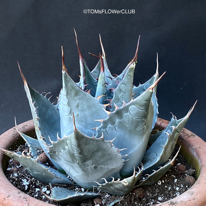 Agave Parrasana, sun loving succulent plants for sale by TOMs FLOWer CLUB.