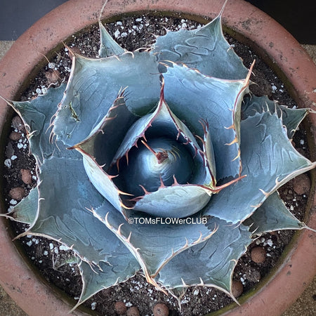 Agave Parrasana, sun loving succulent plants for sale by TOMs FLOWer CLUB.