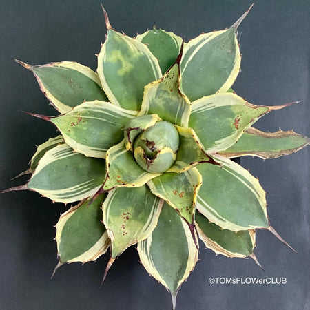 Agave Parryi Aurea Variegata sun loving and hardy succulent plant for sale at TOMs FLOWer CLUB