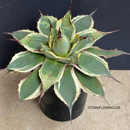 Agave Parryi Aurea Variegata sun loving and hardy succulent plant for sale at TOMs FLOWer CLUB